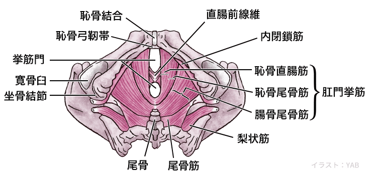 尾骨筋 Coccygeus Muscle Japaneseclass Jp